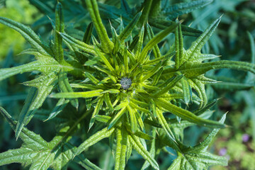 Top view of thistle plant with green spring leaves