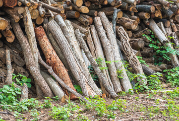 .The tree was cut into pieces, placed in a pile