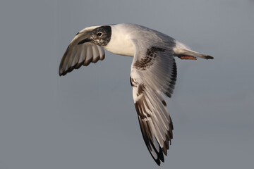Little Gulls in filght, first summer, so not fully mature flying against blue sky in evening light in summer