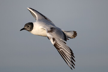 Little Gulls in filght, first summer, so not fully mature flying against blue sky in evening light in summer