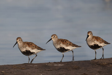 Dunlin n beach perching, walking, taking off and feeding on crustaceans and insects on bright summer evening