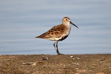 Dunlin n beach perching, walking, taking off and feeding on crustaceans and insects on bright summer evening