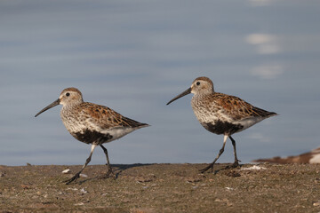Dunlin n beach perching, walking, taking off and feeding on crustaceans and insects on bright summer evening