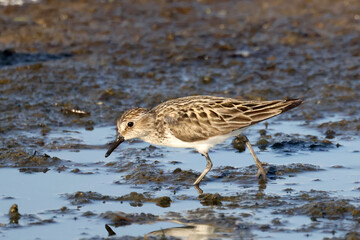 Semi Palmated sandpiper feeding on shoreline in evening light in summer