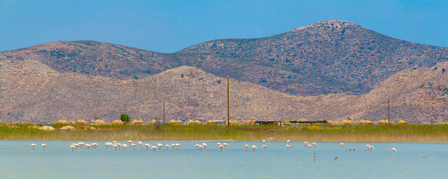 Salt lake Alikes with flamingos with mountains of the Greek island Pserimos in the distance (Kos island, Greece)