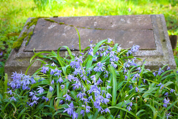 Old unmarked gravestone in grass with blue Siberian squill flowers (Freiburg, Germany)