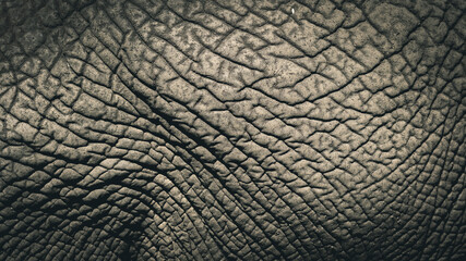 Elephant skin texture