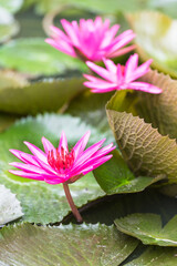 The lotus that grows in ponds, beautiful pink flowering