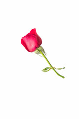 A red rose on a white background