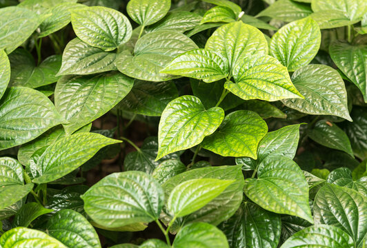 Wildbetal Leafbush/Chaplo growing solidly It was used for cooking or medicine to health