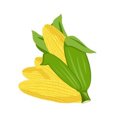 Corn cobs harvest fresh nature vector on white background. Vector corn natural raw cob agriculture sweet corn. Farm vegetable grain corn maize nutrition leaf vegetarian ingredient.