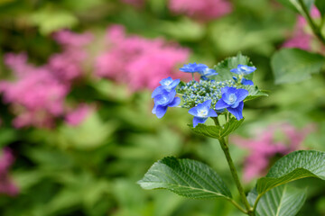 紫陽花