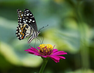 Fototapeta na wymiar Beautiful butterflies are sucking nectar from flowers