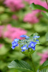 紫陽花