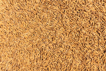 Good grain rice Selected for use in agriculture.