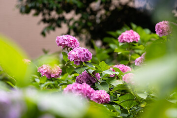 藤森神社 紫陽花祭