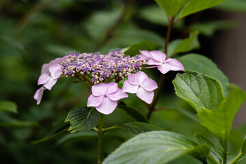 藤森神社 紫陽花祭