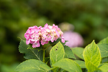 藤森神社 紫陽花祭