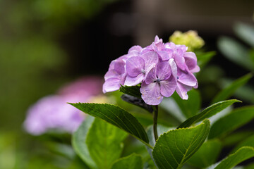 藤森神社 紫陽花祭