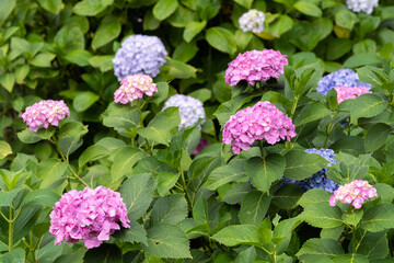 藤森神社 紫陽花祭
