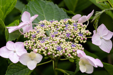 藤森神社 紫陽花祭