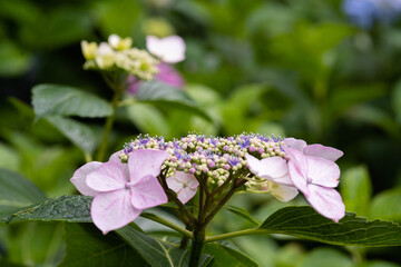 藤森神社 紫陽花祭