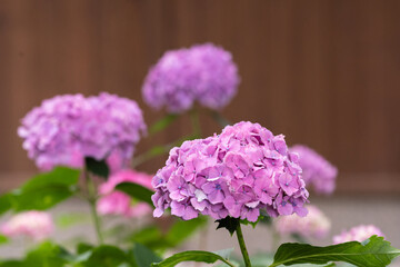 藤森神社 紫陽花祭