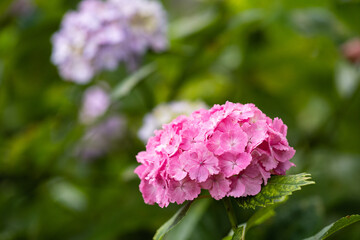 藤森神社 紫陽花祭
