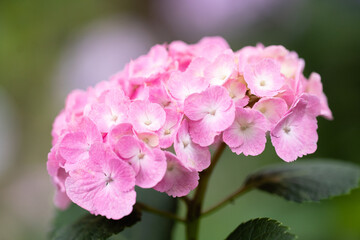 藤森神社 紫陽花祭