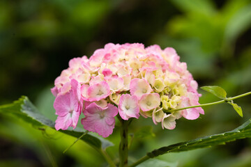藤森神社 紫陽花祭
