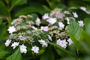 藤森神社 紫陽花祭