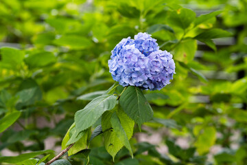藤森神社 紫陽花祭
