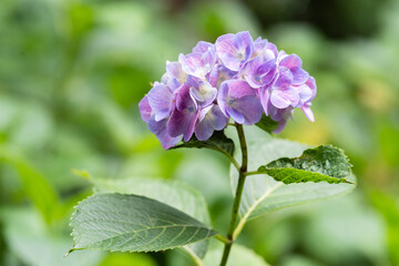 藤森神社 紫陽花祭