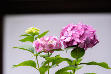 藤森神社 紫陽花祭