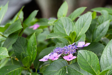 藤森神社 紫陽花祭