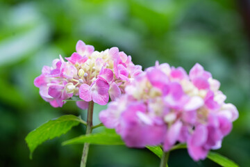 藤森神社 紫陽花祭