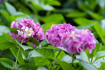 藤森神社 紫陽花祭