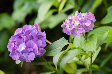藤森神社 紫陽花祭