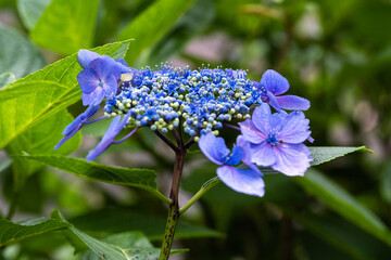 藤森神社 紫陽花祭