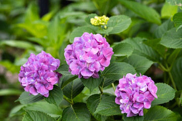 藤森神社 紫陽花祭