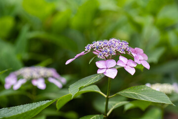 藤森神社 紫陽花祭
