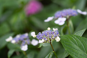 藤森神社 紫陽花祭