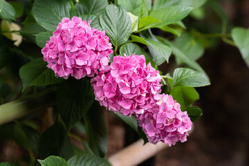 藤森神社 紫陽花祭