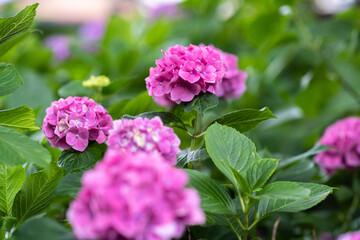 藤森神社 紫陽花祭