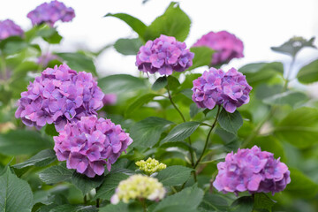 藤森神社 紫陽花祭