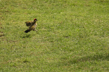 Bird landing in the park with green grass background on a sunny day