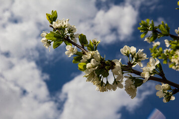 Apple branches with white flowers on the background of a blue sky with clouds.