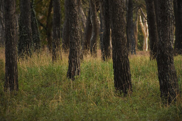 Fototapeta premium Background trees in the forest with green grass and soft sunlight at sunset in Necochea