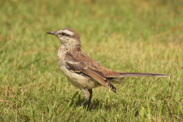 Bird in profile in the forest