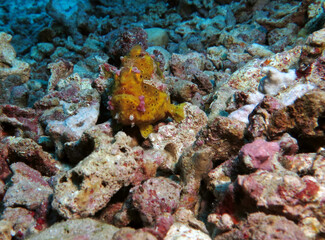 Naklejka na ściany i meble A yellow Warty Frogfish on rocks Pescador Island Philippines